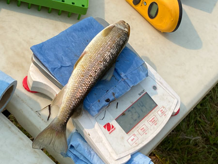 Photo: aquatic study